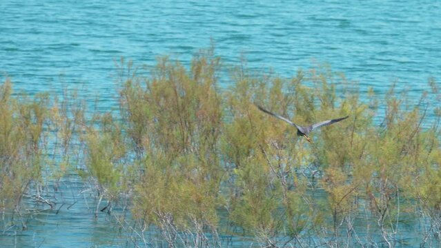 Purple heron (Ardea purpurea) flying, Sea of Galilee