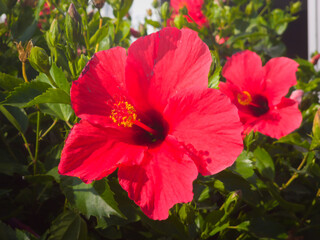 Two red hibiscus flowers with green leaves as background.