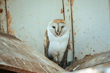 A photo of a barn owl in a small wooden nest looking at the camera.