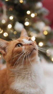 A cat sits next to a Christmas tree, calmly looking at the light play of Christmas light bulbs. Vertical video. The cat's big eyes express indescribable joy and cheerful mood during the festive period