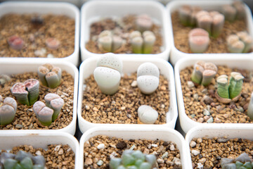 Lithops is a genus of succulent plants native to Africa, mainly in Namibia and South Africa; Class: Magnoliopsida Order: Caryophyllales Family: Aizoaceae Genus: Lithops