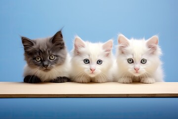 group of cats sitting together on a table looking into the camera