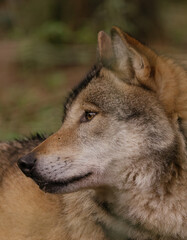 portrait of a wolf 