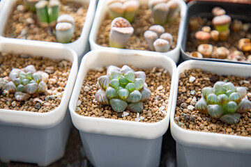 Lithops is a genus of succulent plants native to Africa, mainly in Namibia and South Africa; Class:...
