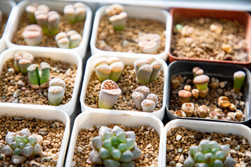 Lithops is a genus of succulent plants native to Africa, mainly in Namibia and South Africa; Class: Magnoliopsida Order: Caryophyllales Family: Aizoaceae Genus: Lithops