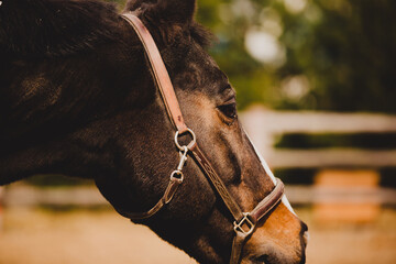 A close-up portrait of a bay horse with a halter on its muzzle on a summer day on a farm....