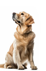 Portrait of golden retriever dog looking up on white background