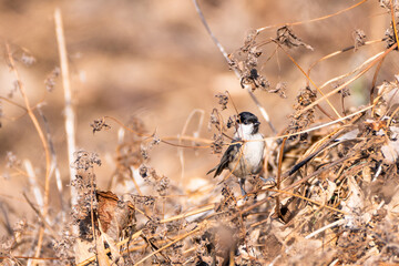Marsh tit searching for seeds in dry grass