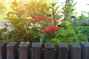 Blooming red verbena in a wooden flowerbed among greenery.