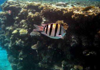 Fototapeta na wymiar Sergaent Major fish ( ABUDEFDUE SAXATILIST ) photographed while snorkeling in the red sea.