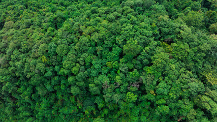 Fototapeta na wymiar aerial view of dark green forest Abundant natural ecosystems of rainforest. Concept of nature forest preservation and reforestation