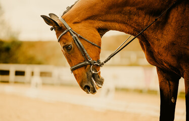 A close-up portrait of a bay horse with a leather bridle on its muzzle. Equestrian dressage...