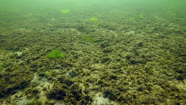 Sandy bottom covered with a layer of Marine Mussels (Mytilaster lineatus), Slow motion, Forward movement above seafloor 