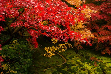 Red and Yellow Autumn Leaves at Komyo-ji Temple, Rurikoin in Kyoto, Japan - 日本 京都 光明寺...