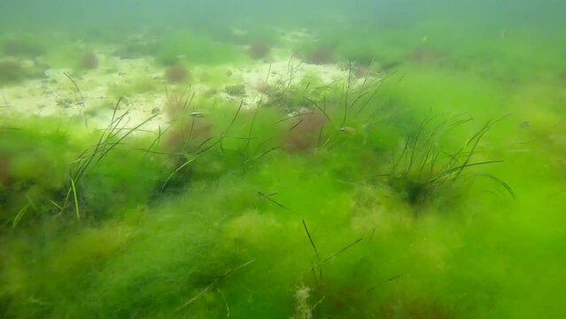 Sandy bottom covered with thick layer of fluffy Green Algae Cladophora, Red Hornweed Ceramium virgatum and Dwarf Eelgrass Zostera noltii, East Atlantic peacock wrasse swim abowe algae 