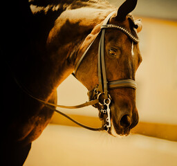 A close-up portrait of a bay horse with a leather bridle on its muzzle on a sunny warm day. Equestrian dressage competition. Equestrian sports and horse riding.