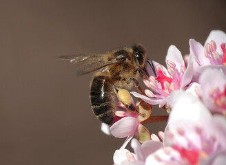 Closeup of a honey bee, apis mellifera, with a pollen basket busy at work on an Indian rhubarb plant, darmera peltata in springtime. 
