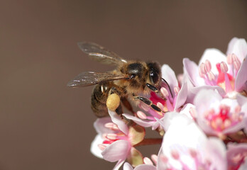 A closeup of a honey bee collecting pollen from Indian rhubarb, darmera peltata, in a garden on a spring day. 