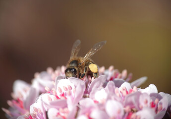 A closeup of a honey bee collecting pollen from an umbrella plant, darmera peltata, also called Indian rhubarb on a spring day. 