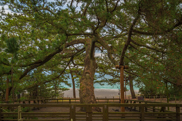Fototapeta na wymiar Old Pine Tree of Legends in Shizuoka, Japan