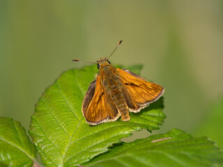 Large Skipper Butterfly. Wings Open.