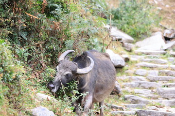 buffalos take a walk in the village