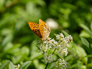 Silver-washed Fritillary Feeding on Privet