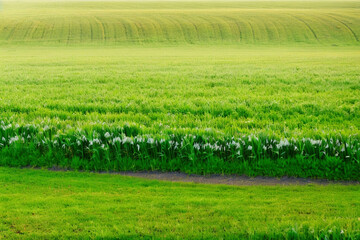 Fototapeta na wymiar green rice field