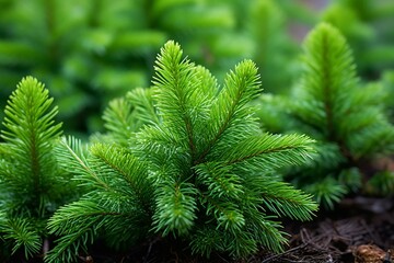 Dwarf spruce Piece abies with soft pale green spring needles on fir shoots.