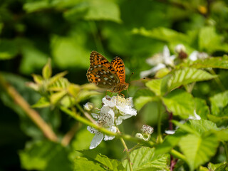 Dark Green Fritillary on Privet
