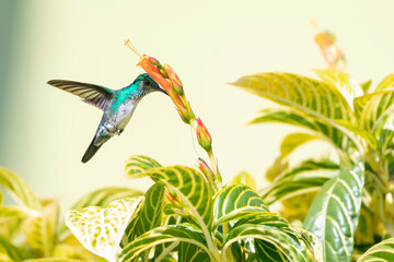 A Blue-chinned Sapphire hummingbird, Chlorestes Notata, feeding on orange flowers on a bright sunny...