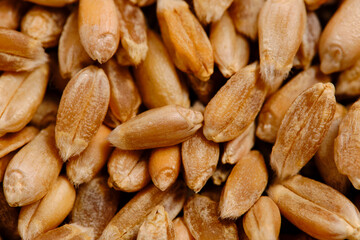Background of wheat grains closeup, grain crop, cereals.