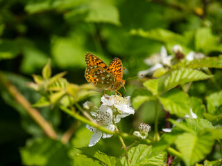 Dark Green Fritillary on Privet

