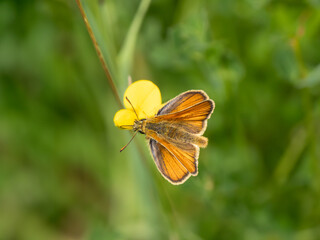 Large Skipper Butterfly. Wings Open.