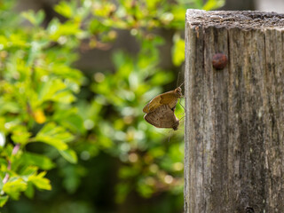Meadow Brown Butterflies Mating on a Fence Post