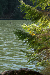 Walk along the autumn forest and lake. Beautiful landscapes of Romania.