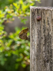 Meadow Brown Butterflies Mating on a Fence Post