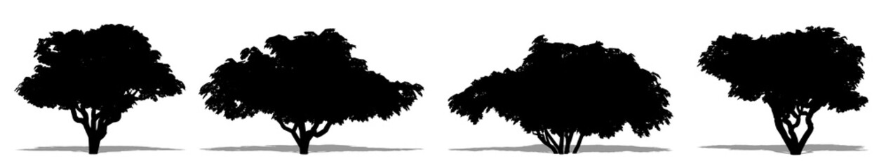 Set or collection of Japanese Chesewood trees as a black silhouette on white background. Concept or conceptual vector for nature, planet, ecology and conservation, strength, endurance and  beauty
