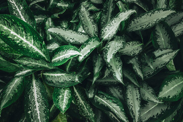 closeup nature dark green leaf texture background