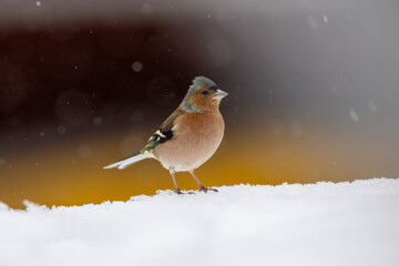 Common chaffinch in the snow