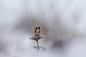 European goldfinch on a frozen flower