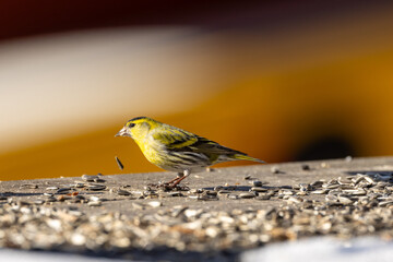 Eurasian siskin eating on the porch