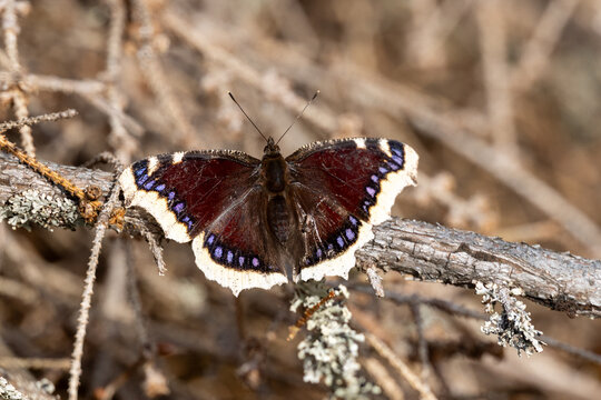 Mourning cloak on a branch