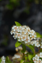 Firethorn Golden Sun flowers