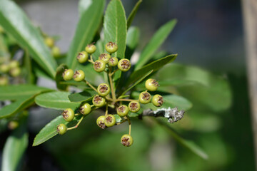 Formosa firethorn fruit