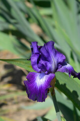 Tall bearded iris Winners Circle flower