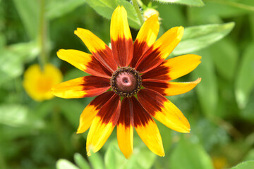 Black-eyed Susan flower