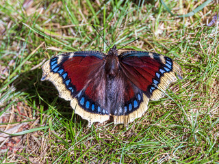 Camberwell Beauty Butterfly With Wings Open