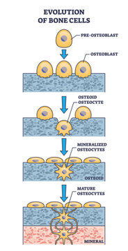 Evolution of bone cells with osteogenesis process explanation outline diagram. Labeled educational ossification anatomy with osteoblast stages vector illustration. Mature osteocytes development.