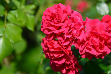 Groundcover Rose Toscana flowers